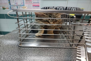 Chat perdu... avec collier à Juvelize - RETROUVÉ