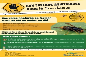 Luttons ensemble contre le frelon asiatique !