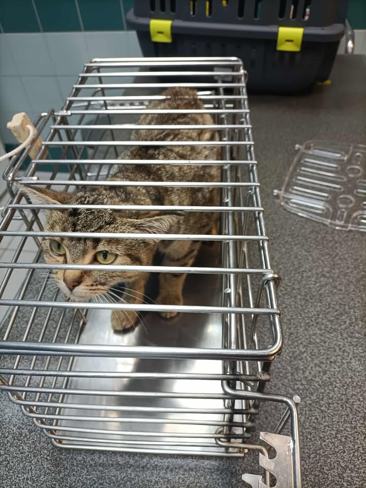 583101718 702557586230183 5008168891973696264 n